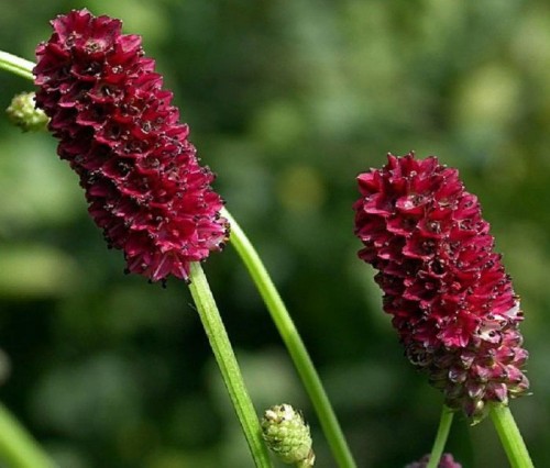 Кровохлебка лекарственная фото