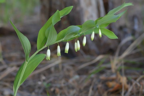 Купена душистая фото