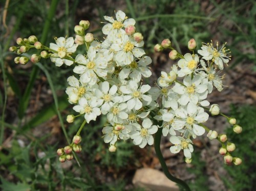 Лабазник обыкновенный фото