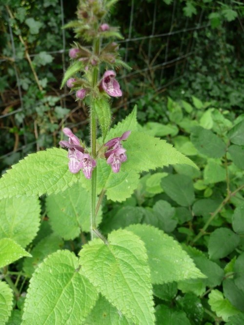 Чистец лесной фото