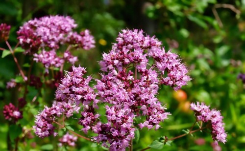 Душица обыкновенная фото