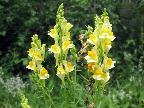 Льнянка обыкновенная фото