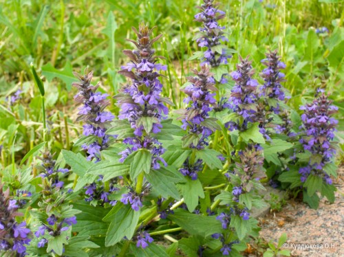 Живучка женевская фото