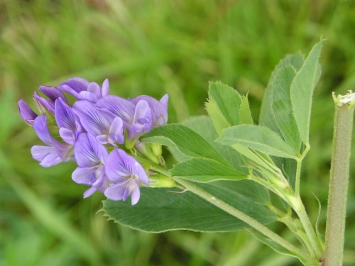 Люцерна посевная фото