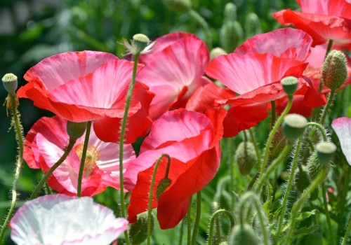 Мак самосейка фото