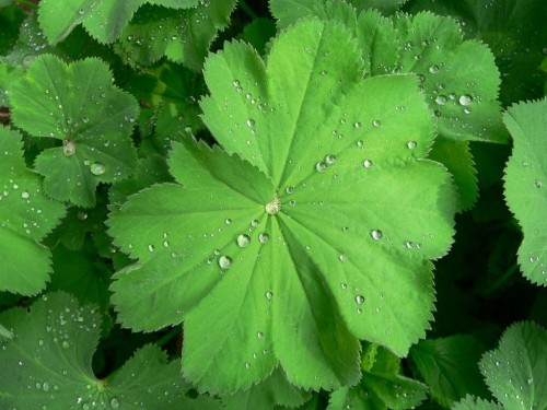 Манжетка обыкновенная фото