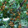 Абрикос обыкновенный фото