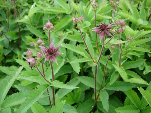 Сабельник болотный фото