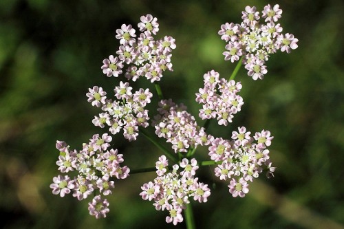 Тмин обыкновенный фото