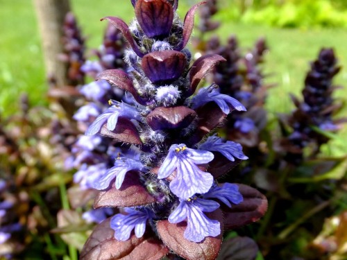 Живучка ползучая фото