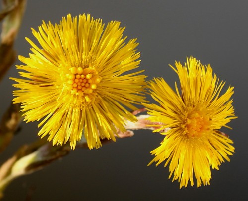 Мать-и-мачеха обыкновенная фото