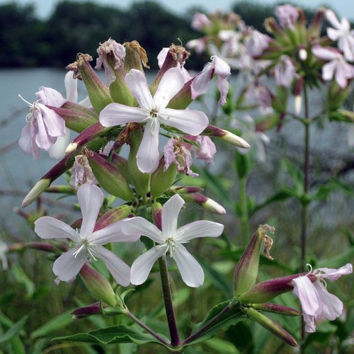 Мыльнянка лекарственная фото
