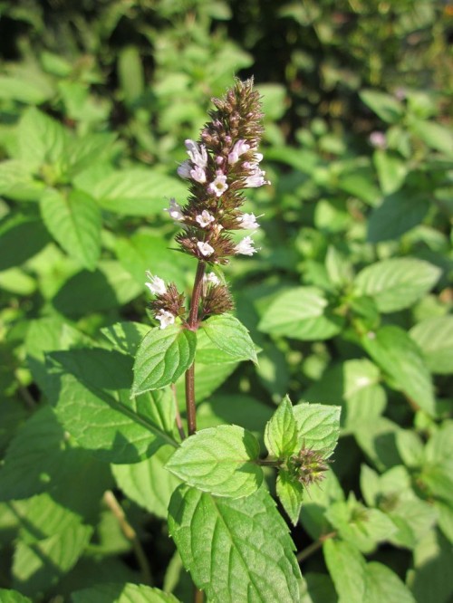 Мята перечная фото