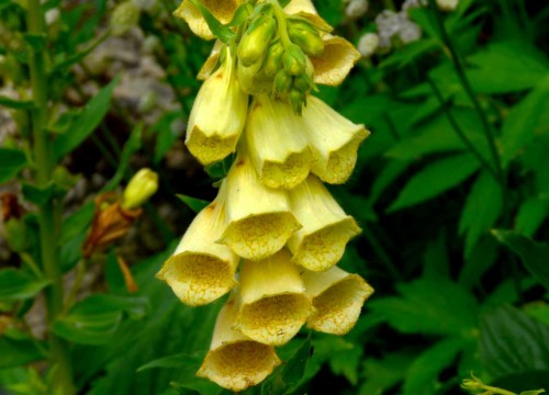 Наперстянка крупноцветковая фото