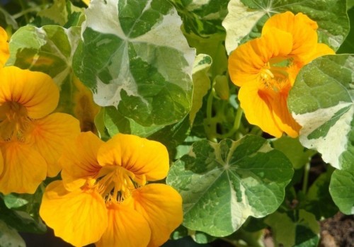 Настурция большая фото