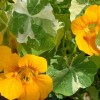 Настурция большая фото