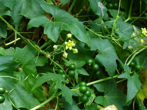 Переступень белый фото