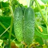 Огурец посевной фото