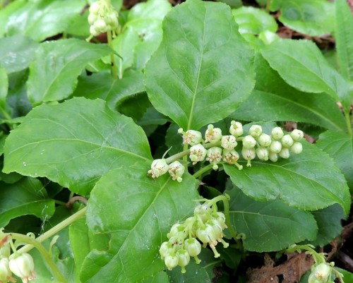 Боровая матка фото