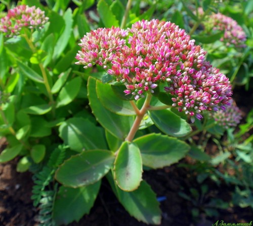 Очиток большой фото