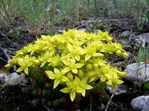 Очиток едкий фото