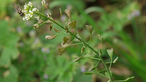 Пастушья сумка фото