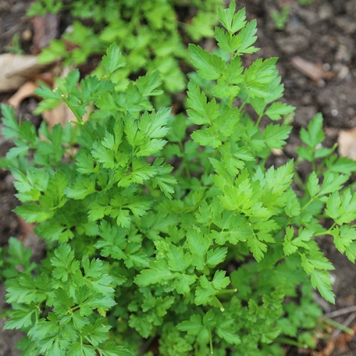 Петрушка огородная фото