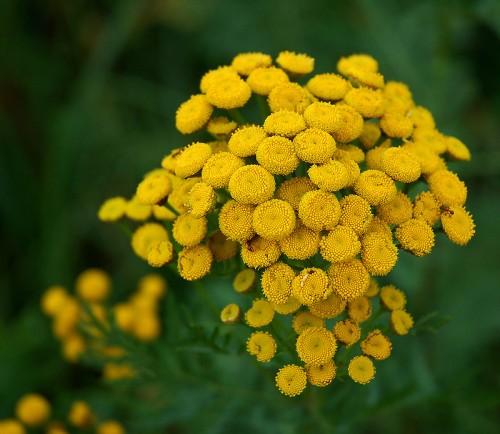 Пижма обыкновенная фото