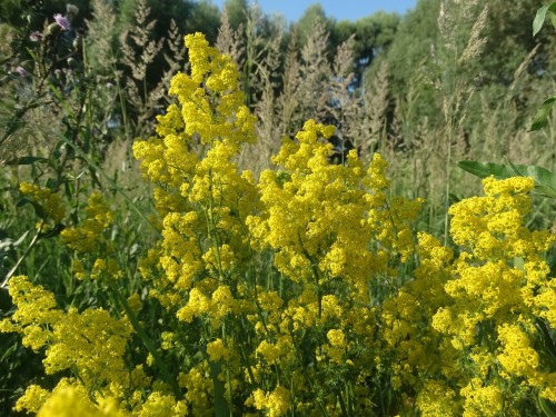 Подмаренник настоящий фото