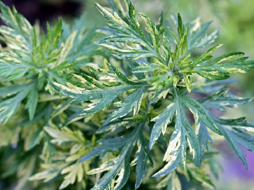 Полынь обыкновенная фото