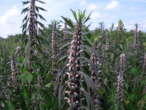 Пустырник пятилопастный фото