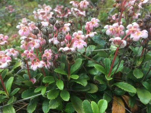 Зимолюбка зонтичная фото