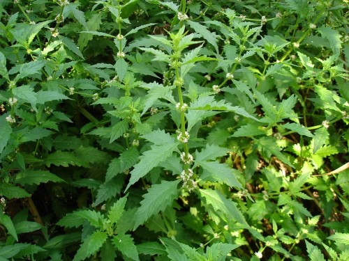 Зюзник европейский фото