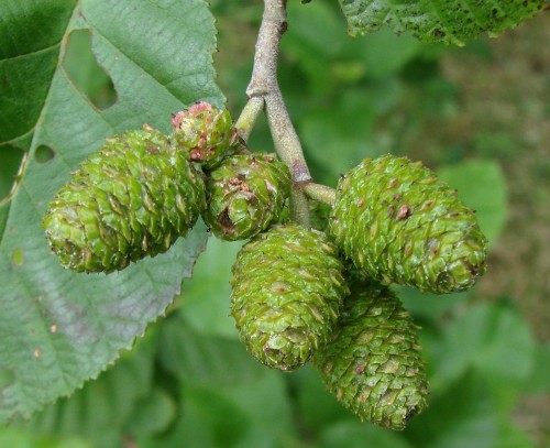 Ольха серая фото