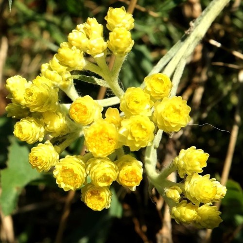 Бессмертник песчаный фото