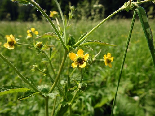 Гравилат городской фото