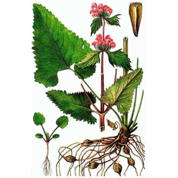 Зопник клубненосный