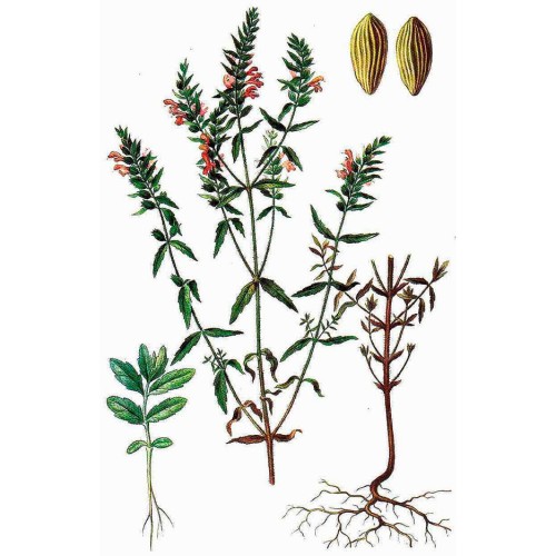 Зубчатка обыкновенная фото