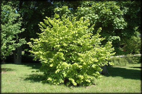 Лещина обыкновенная фото