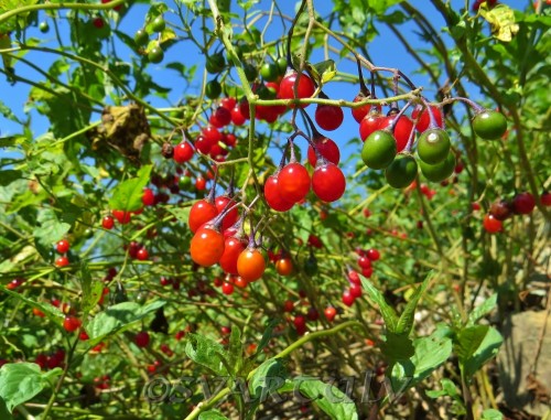 Паслён сладко-горький фото