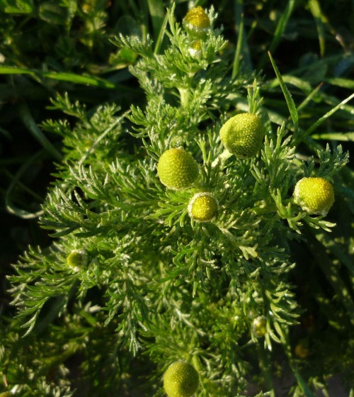 Ромашка безъязычковая фото