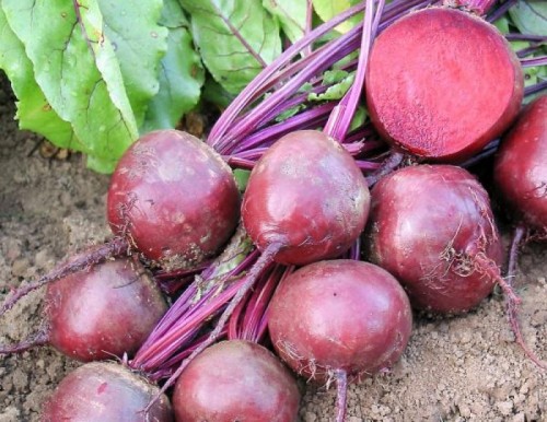 Свёкла обыкновенная фото