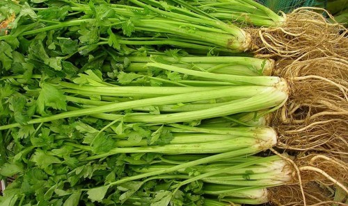 Сельдерей пахучий фото