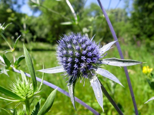 Синеголовник полосколистный фото