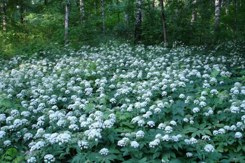Сныть обыкновенная фото