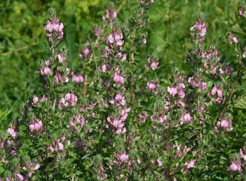 Стальник полевой фото