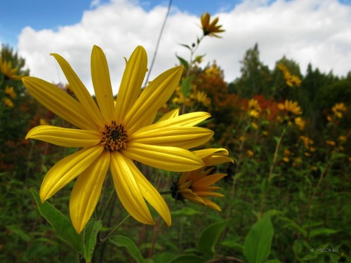 Топинамбур фото