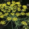 Укроп пахучий фото