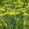 Фенхель обыкновенный фото