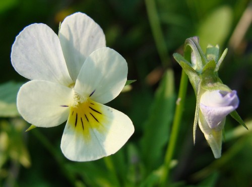 Фиалка полевая фото
